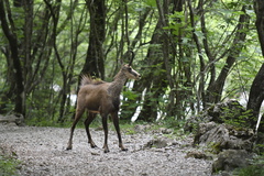 Rupicapra rupicapra balcanica