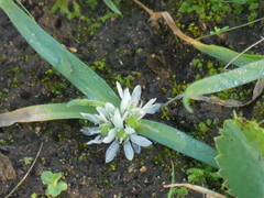 Allium chamaemoly