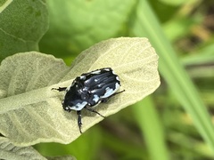 Cymophorus