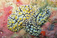 Phyllidia elegans