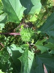 Datura stramonium