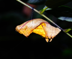 Troides aeacus formosanus