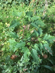 Datura stramonium
