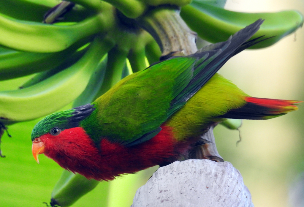 Kuhl's Lorikeet (Vini kuhlii) photo