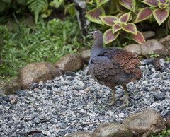 Crypturellus noctivagus