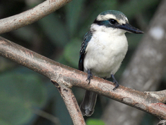 Todiramphus tutus atiu