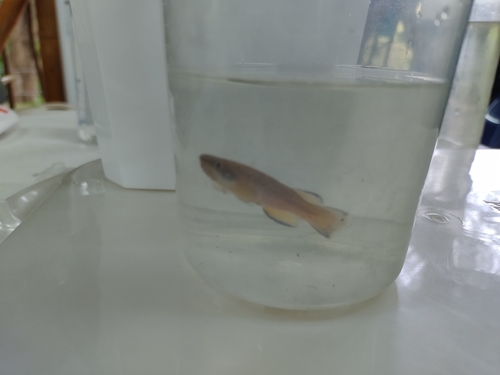 Magdalena rivulus (Cynodonichthys magdalenae) — Rivulidae — 4