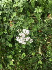 Achillea millefolium