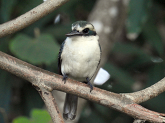 Todiramphus tutus atiu
