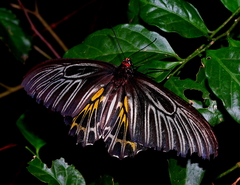 Troides aeacus formosanus