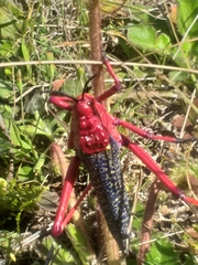 Phymateus morbillosus morbillosus