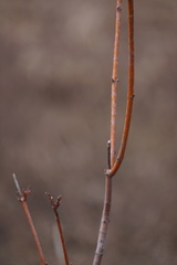 Aurantioporthe corni