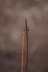 Aurantioporthe corni