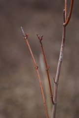 Aurantioporthe corni