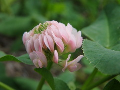Trifolium hybridum