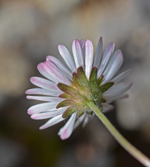 Bellis longifolia