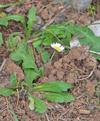 Bellis longifolia