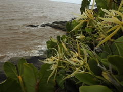 Epidendrum ciliare