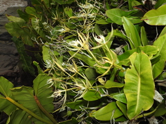 Epidendrum ciliare