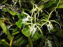 Epidendrum ciliare