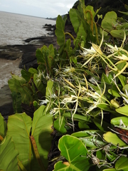 Epidendrum ciliare