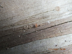 Wasmannia auropunctata image