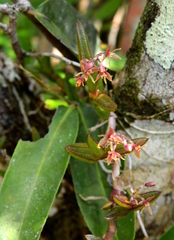 Epidendrum microphyllum