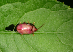 Asphaera hilaris