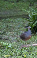 Crypturellus noctivagus