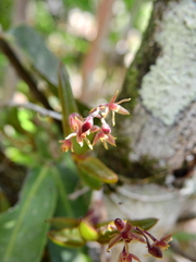 Epidendrum microphyllum