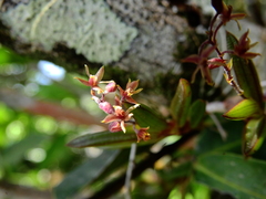 Epidendrum microphyllum