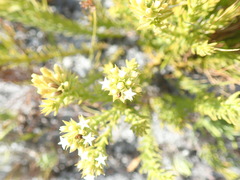 Thesium capitatum