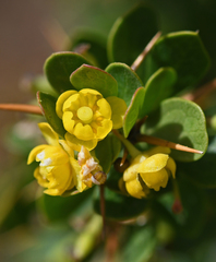 Berberis cretica