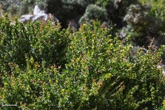 Berberis cretica