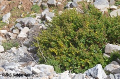 Berberis cretica