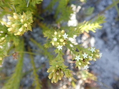 Thesium capitatum