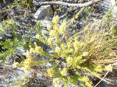 Thesium capitatum