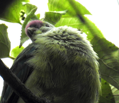 Ptilinopus rarotongensis goodwini