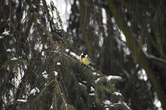 Parus major