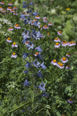 Delphinium speciosum