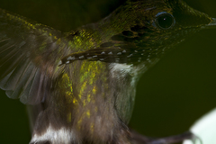 Lophornis chalybeus