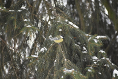 Parus major