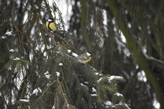 Parus major