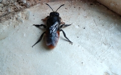 Gronoceras cinctum