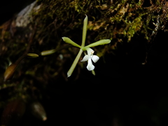 Epidendrum purpurascens