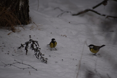 Parus major