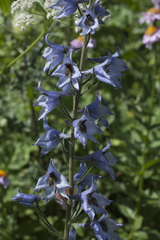Delphinium speciosum