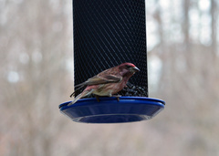 Haemorhous purpureus