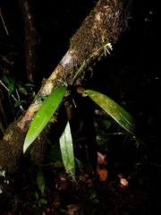 Epidendrum purpurascens