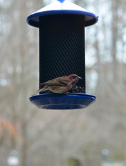 Haemorhous purpureus